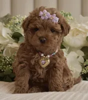 Sierra , a female Poodle - Toy  for sale in Temecula, CA – Photo 2 of 5