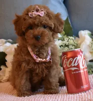 Tweenie , a female Poodle - Toy  for sale in Temecula, CA – 4 of 6