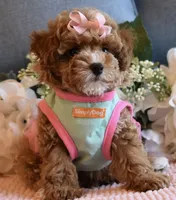 CeCe, a female Poodle - Toy  for sale in Temecula, CA – 4 of 5
