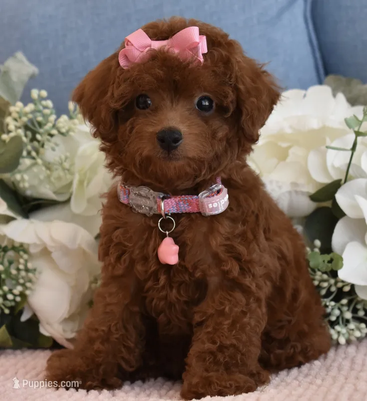 Coco – Poodle - Toy  puppy for sale in Temecula, CA