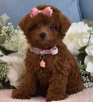 Coco, a female Poodle - Toy  for sale in Temecula, CA – 1 of 6