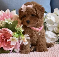 ChaCha , a female Poodle - Toy  for sale in Temecula, CA – 3 of 5