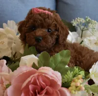 Harper , a female Poodle - Toy  for sale in Temecula, CA – 5 of 6