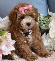 Willow, a female Poodle - Toy  for sale in Temecula, CA – 3 of 5