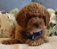 Caleb , a male Poodle - Toy  for sale in Temecula, CA – 4 of 6