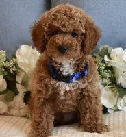 Caleb , a male Poodle - Toy  for sale in Temecula, CA – 5 of 6