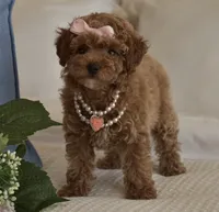 Coco, a female Poodle - Toy  for sale in Temecula, CA – 5 of 6