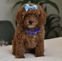 Marley , a male Poodle - Toy  for sale in Temecula, CA – 2 of 5