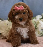 Pixie , a female Poodle - Toy  for sale in Temecula, CA – 2 of 5