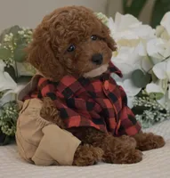 Mason , a male Poodle - Toy  for sale in Temecula, CA – 2 of 8
