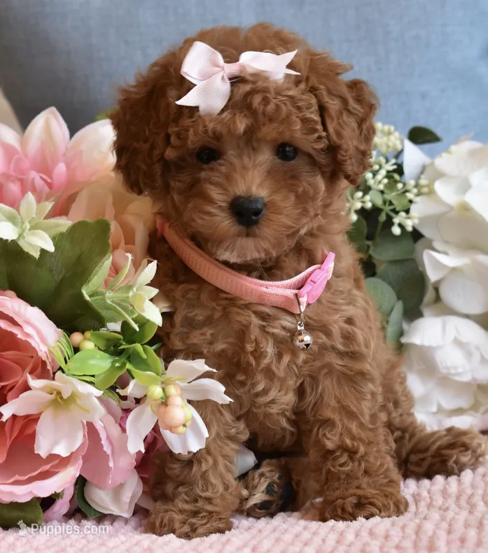ChaCha , a female Poodle - Toy  for sale in Temecula, CA – 1 of 5