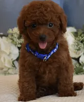 Sebastian , a male Poodle - Toy  for sale in Temecula, CA – 5 of 5
