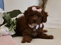Cali Girl , a female Poodle - Miniature  for sale in Temecula, CA – 5 of 7
