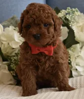 Elvis , a male Poodle - Toy  for sale in Temecula, CA – Photo 2 of 5