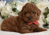 Elvis , a male Poodle - Toy  for sale in Temecula, CA – Photo 1 of 5