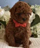 Elvis , a male Poodle - Toy  for sale in Temecula, CA – Photo 4 of 5