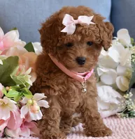ChaCha , a female Poodle - Toy  for sale in Temecula, CA – 2 of 5