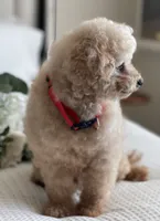 Louie , a male Poodle - Toy  for sale in Temecula, CA – 7 of 7
