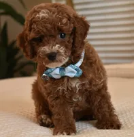 Stash, a male Poodle - Toy  for sale in Temecula, CA – 3 of 5