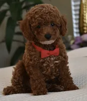 Mason , a male Poodle - Toy  for sale in Temecula, CA – 7 of 8