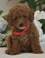 Mason , a male Poodle - Toy  for sale in Temecula, CA – 5 of 8