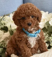 Tucker , a male Poodle - Toy  for sale in Temecula, CA – Photo 1 of 5