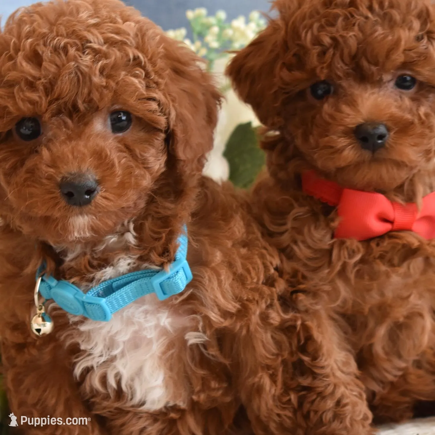 Tucker , a male Poodle - Toy  for sale in Temecula, CA – Photo 5 of 5