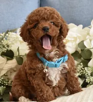 Tucker , a male Poodle - Toy  for sale in Temecula, CA – Photo 4 of 5