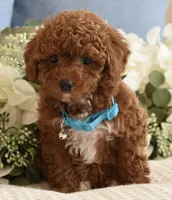 Tucker , a male Poodle - Toy  for sale in Temecula, CA – Photo 2 of 5