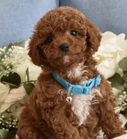 Tucker , a male Poodle - Toy  for sale in Temecula, CA – Photo 3 of 5