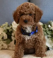Caleb , a male Poodle - Toy  for sale in Temecula, CA – 6 of 6