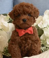 Ziggy , a male Poodle - Toy  for sale in Temecula, CA – Photo 3 of 5