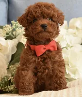 Ziggy , a male Poodle - Toy  for sale in Temecula, CA – Photo 4 of 5