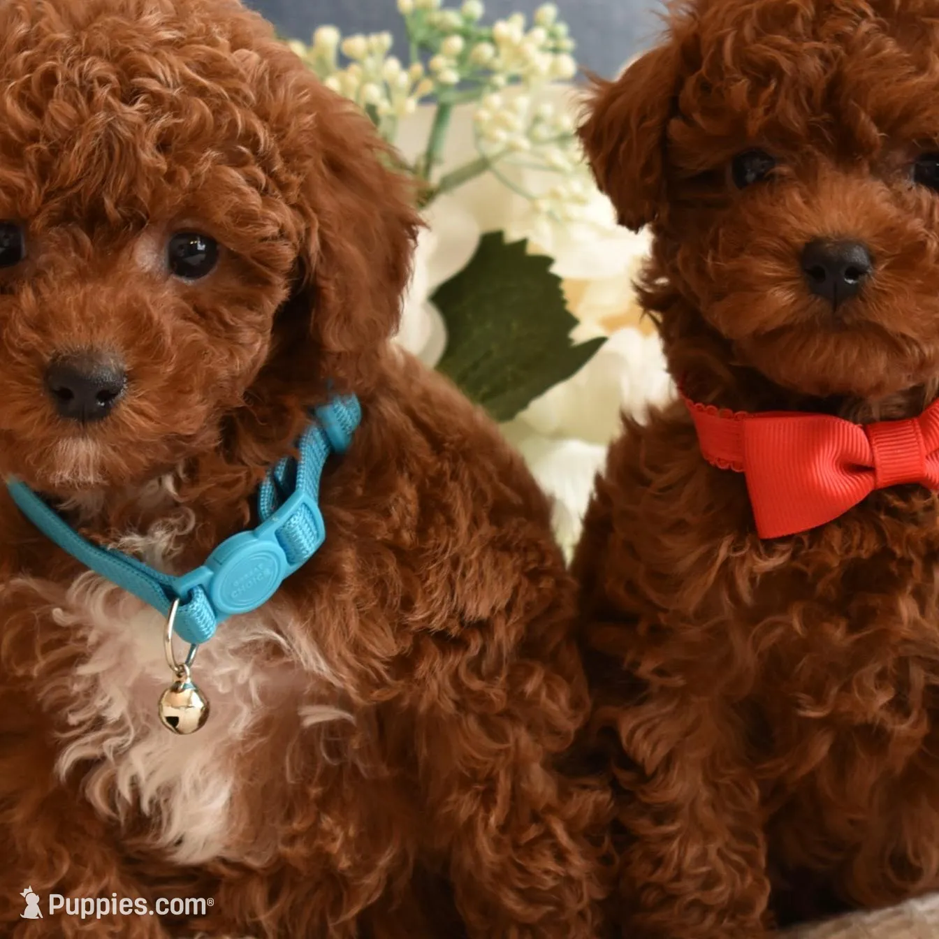 Ziggy , a male Poodle - Toy  for sale in Temecula, CA – Photo 5 of 5