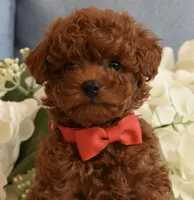 Ziggy , a male Poodle - Toy  for sale in Temecula, CA – Photo 1 of 5