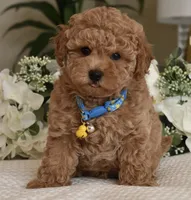 Bubba, a male Poodle - Toy  for sale in Temecula, CA – 5 of 5