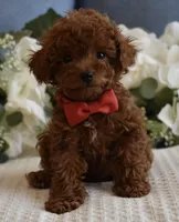 Sammy , a male Poodle - Toy  for sale in Temecula, CA – Photo 4 of 6