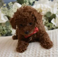 Sammy , a male Poodle - Toy  for sale in Temecula, CA – Photo 5 of 6