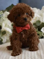 Sammy , a male Poodle - Toy  for sale in Temecula, CA – Photo 3 of 6