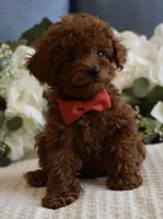 Sammy , a male Poodle - Toy  for sale in Temecula, CA – Photo 2 of 6