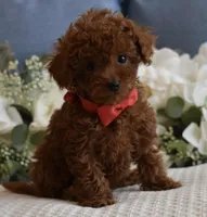 Sammy , a male Poodle - Toy  for sale in Temecula, CA – Photo 6 of 6