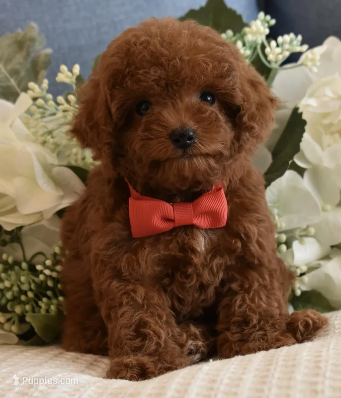 Sammy  – Poodle - Toy  puppy for sale in Temecula, CA