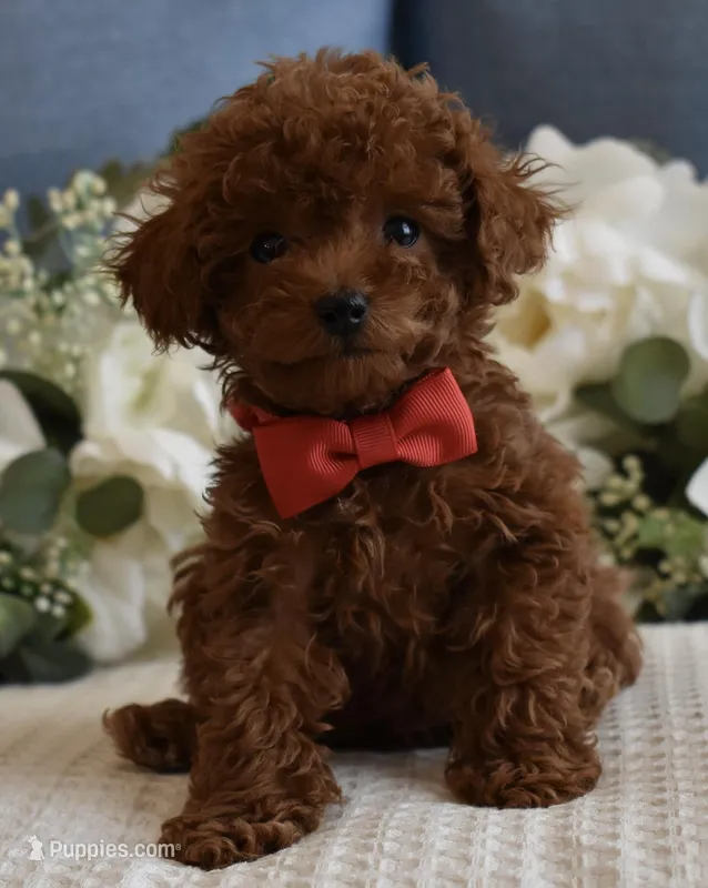 Sammy  – Poodle - Toy  puppy for sale in Temecula, CA