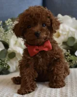Sammy , a male Poodle - Toy  for sale in Temecula, CA – Photo 1 of 6