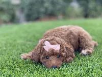Cali , a female Poodle - Toy  for sale in Temecula, CA – 3 of 5