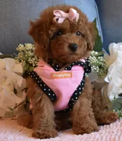 Twinkie , a female Poodle - Toy  for sale in Temecula, CA – 3 of 6