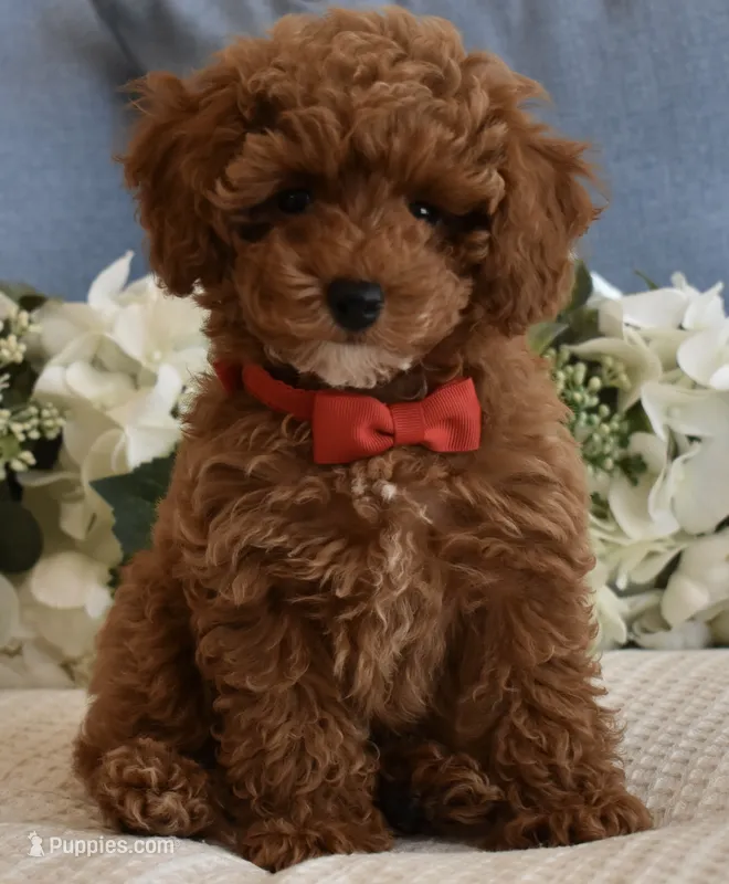 Pierre  – Poodle - Toy  puppy for sale in Temecula, CA
