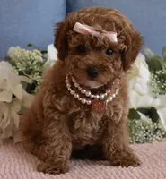 Coco, a female Poodle - Toy  for sale in Temecula, CA – 6 of 6