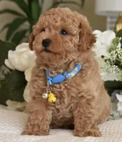 Bubba, a male Poodle - Toy  for sale in Temecula, CA – 4 of 5