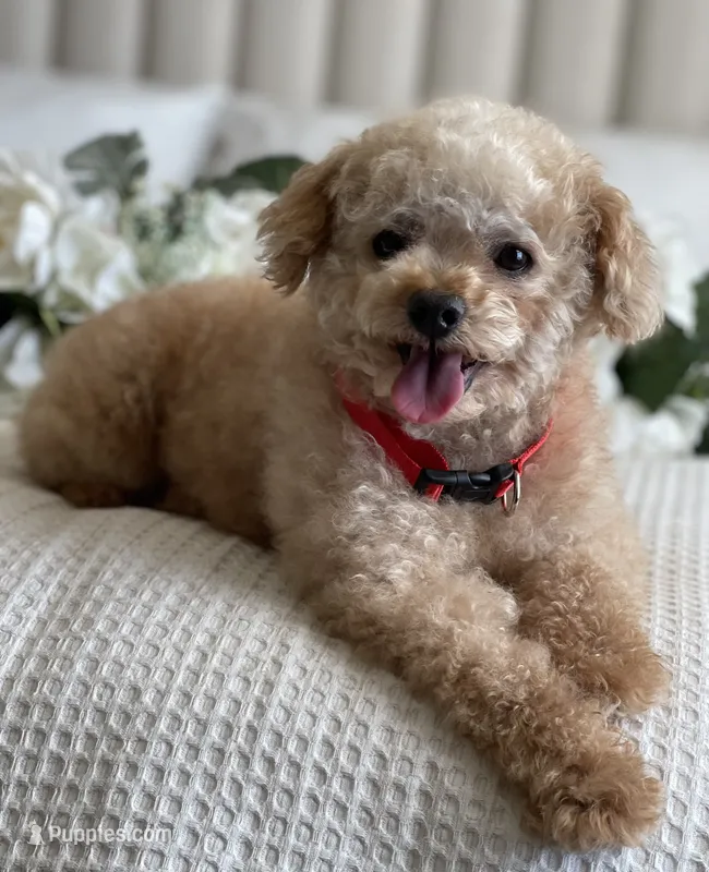 Louie  – Poodle - Toy  puppy for sale in Temecula, CA
